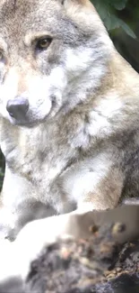 Majestic wolf resting in a lush forest, perfect for nature enthusiasts.