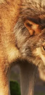 Majestic wolf in a natural setting, close-up view.