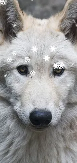 Majestic wolf standing in a natural rocky landscape.