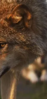 Majestic brown wolf in natural setting, close-up view.