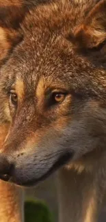 Close-up of a majestic wolf in nature, highlighting detailed fur.