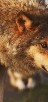 Close-up of a majestic wolf in nature with warm brown fur.