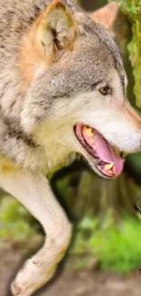 Majestic wolf standing in forest greenery, showcasing natural beauty.