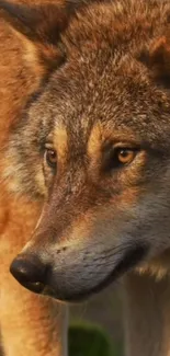 Close-up of a majestic wolf in nature with golden brown fur.