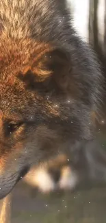 Majestic wolf in natural setting with a blurred background.