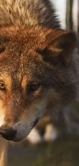 Majestic wolf in a natural forest setting background.