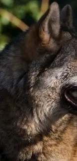 Close-up of a wolf in a natural setting.