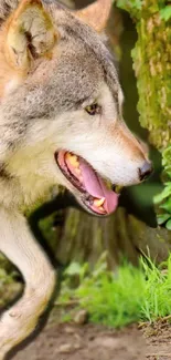 Majestic wolf walking through a lush green forest.