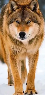 Majestic wolf walking through snowy landscape.