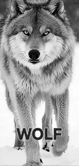 Majestic wolf walking through snow-filled landscape.