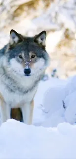 Majestic wolf standing in snowy landscape.