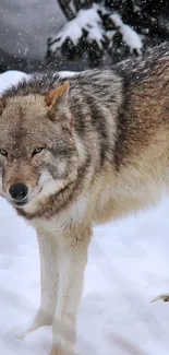 Majestic wolf in a snowy landscape with trees.