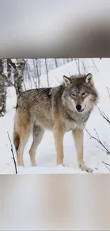 Majestic wolf standing in snowy landscape during winter.