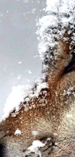 Close-up of a wolf's eye surrounded by snow.