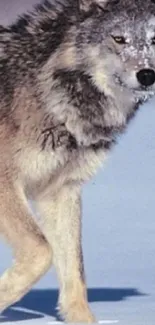 Majestic wolf standing on snowy ground.