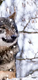 Majestic wolf in snowy forest, winter scene.