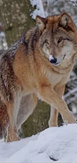 Majestic wolf standing on snow in forest.