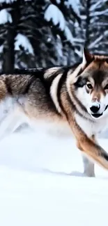 Majestic wolf trotting through snowy forest