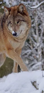 Wolf walking through a snowy forest landscape.