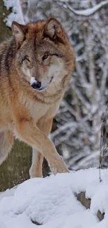 Majestic wolf walking through snowy forest.