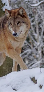 Majestic wolf walking in a snowy forest scene, showcasing winter wildlife beauty.