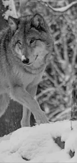 Majestic wolf standing in a snowy forest setting.