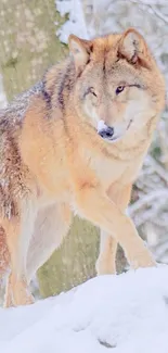 Majestic wolf walking in snowy winter forest scene.