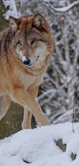 A majestic wolf in a snowy forest path captured in serene natural beauty.