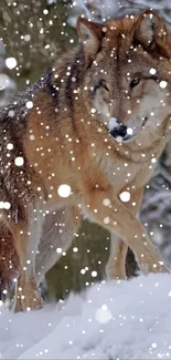 Wolf in snowy forest capturing winter's beauty.