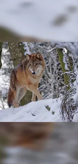 A majestic wolf roaming a snowy forest, perfect for nature-loving phone screens.