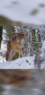 Majestic wolf walking through snowy forest landscape with trees.