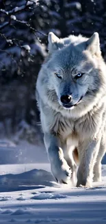 Majestic wolf walking through a snowy forest.