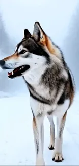 Majestic wolf standing in snowy forest, showcasing its elegance.