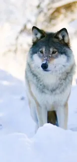 A majestic wolf stands in a snowy landscape, showcasing winter's serene beauty.