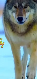 A majestic wolf walking in snowy terrain.