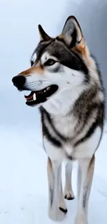 Lone wolf stands majestically in a snowy landscape, showcasing wilderness beauty.