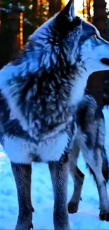 Majestic wolf standing in snowy forest at dusk.