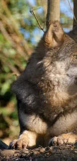 Wolf resting in natural sunlight, surrounded by forest.