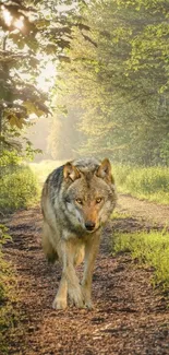 Majestic wolf walking on a sunlit forest path.