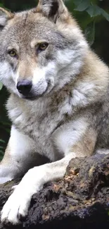 Majestic wolf resting on a forest log.