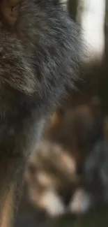 Close-up of a wolf in a forest setting, showcasing nature's beauty.