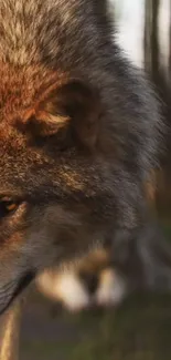 Close-up of a wolf in a forest setting.