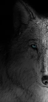 Majestic wolf with blue eyes on a dark background, perfect phone wallpaper.