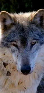 Close-up of a wolf in natural habitat, showcasing its majestic features.