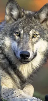 Majestic grey wolf portrait in natural habitat.