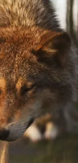 Close-up of a wolf with a forest background.