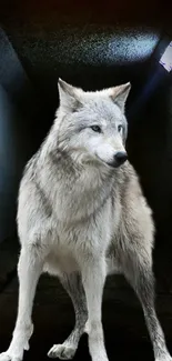 Majestic wolf stands in a dimly lit urban tunnel.