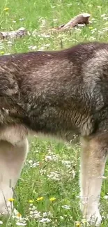 Majestic wolf in a green meadow with wildflowers.