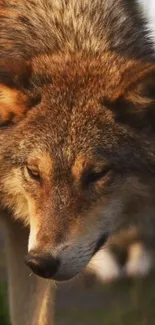 Close-up portrait of a majestic wolf.