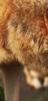 Close-up of a golden brown wolf in the wilderness.